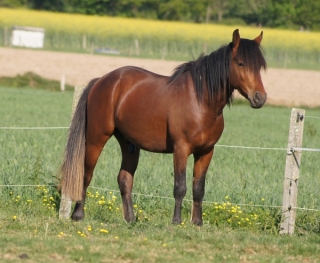  Un caballo de la caballera de Nivillac